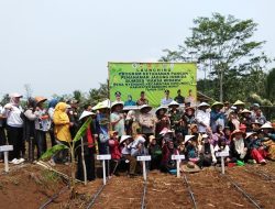 BUMDES Raksa Wibawa Desa Nyenang Gelar Louncing Ayam Pertelor Dan Penanaman Jagung Hibrida