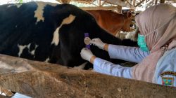 Jelang Idul Adha, Dispernakan KBB Siapkan 61 Petugas Periksa Hewan Qurban