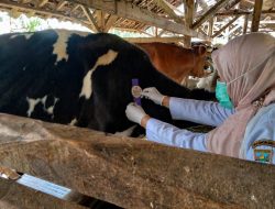 Jelang Idul Adha, Dispernakan KBB Siapkan 61 Petugas Periksa Hewan Qurban