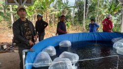 Dadang M. Naser Salurkan Ribuan Benih Ikan di Padalarang, Perkuat Ketahanan Pangan & Ekonomi Masyarakat